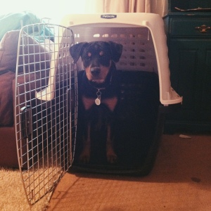 Betsy posing in her brand new adult-sized crate.