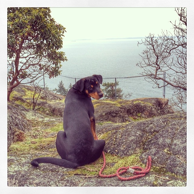 Betsy and I on a hike by the ocean where the fish in her dog food is caught ;) Look at her sit-stay! Such a good girl.